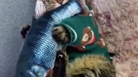 Funniest​ Animals Real - Best Of The 2021Funny​ Animals Videos - Try Not To Laugh comedy​ shorts