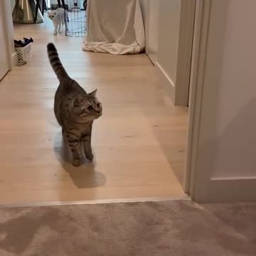 FUNNY & CUTE CAT -- Kitties Are Not Fans of Halloween Mask 😺🐈😜💖