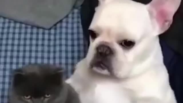 funniest cats _ baby dog and cat