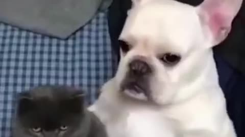 funniest cats _ baby dog and cat