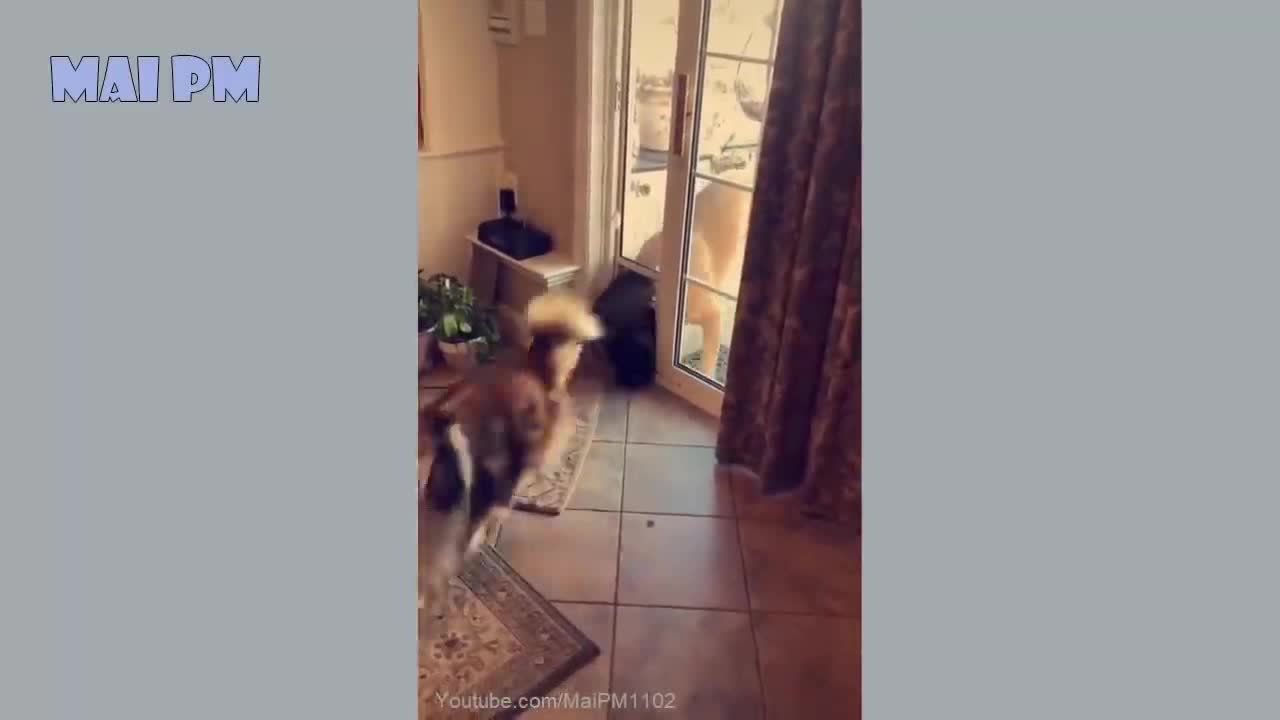 Funny Animals Videos 2021@