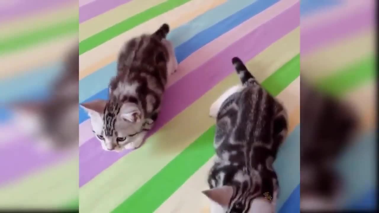 CRAZY CATS-1