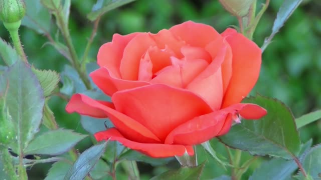 Red Rose Flower