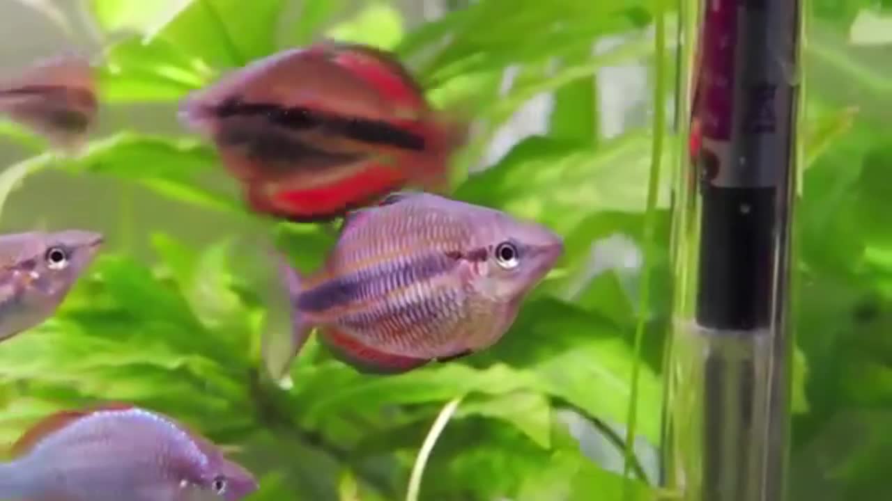 Rainbowfish facts: the colorful fish | Animal Fact Files