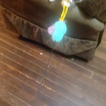 Athena loves her bird on a stick toy.