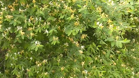 Honeysuckle