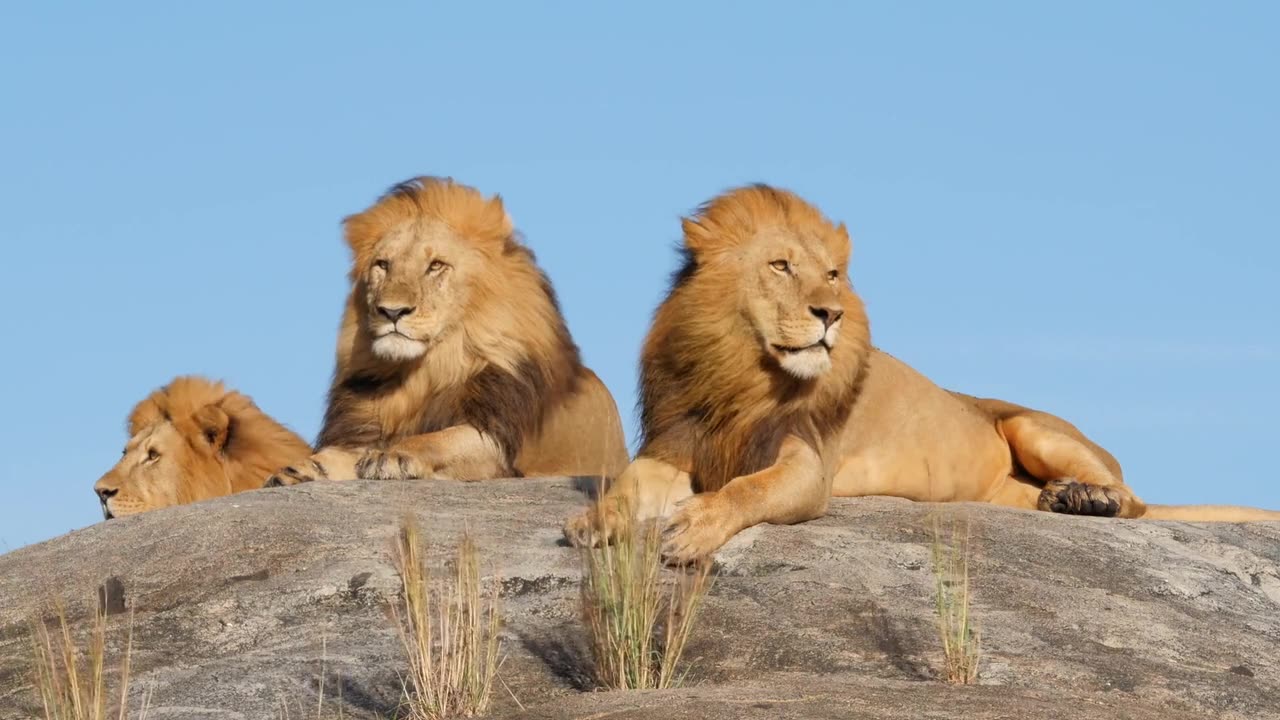 Lion Pride Relaxing in Their Den: A Peaceful Moment