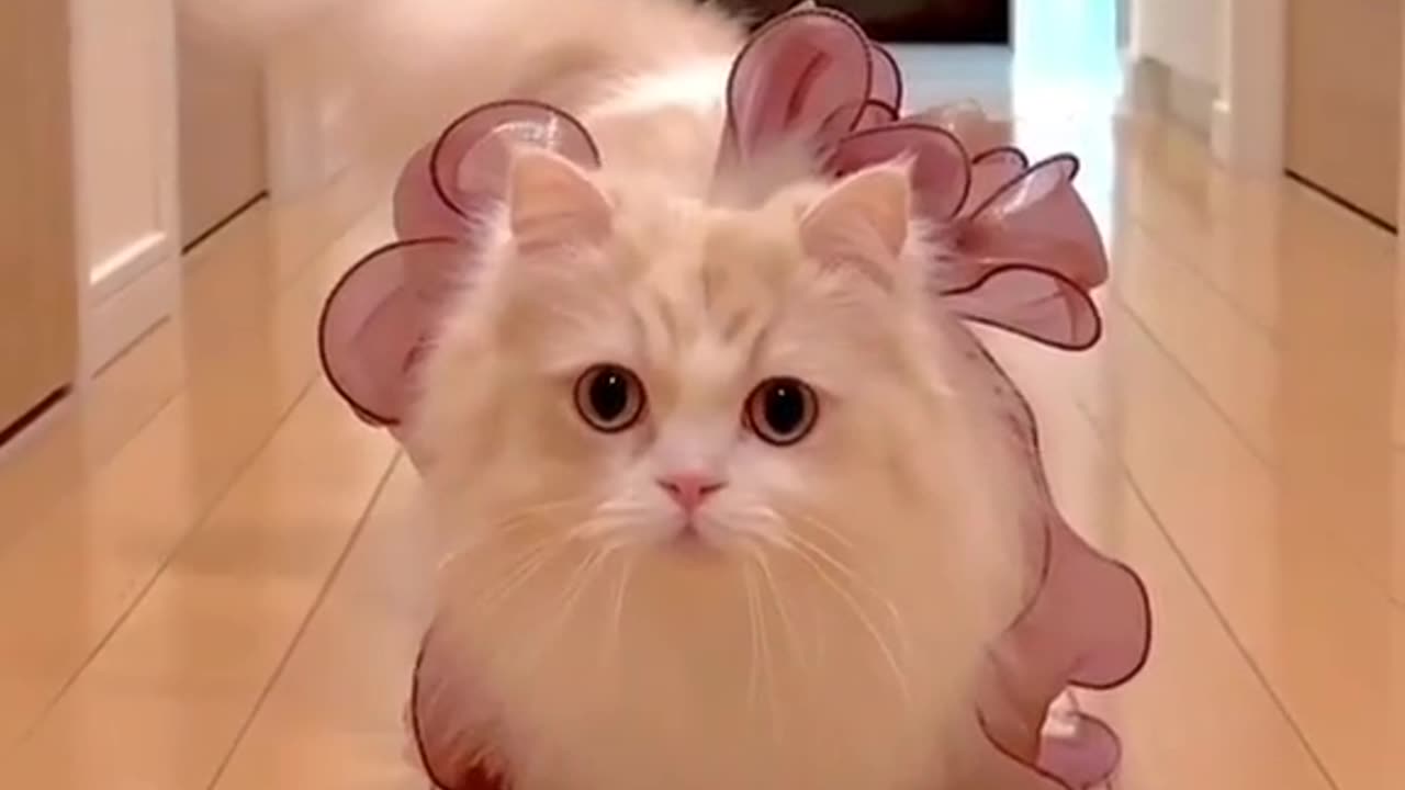 Cute cat🥰