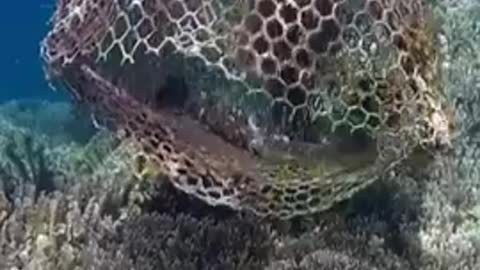 Coral feeding in the ocean current is beautiful and mesmerizing