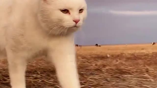 Pet cat's daily life - record life, the company of the Great White