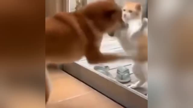 Funny cat dog fight