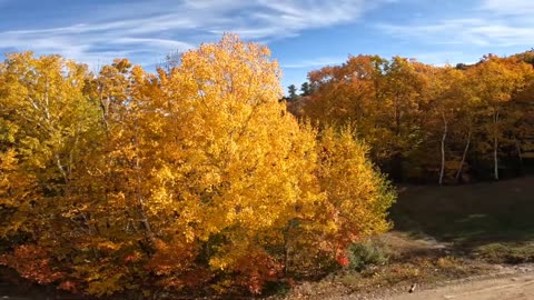 Fall Foliage