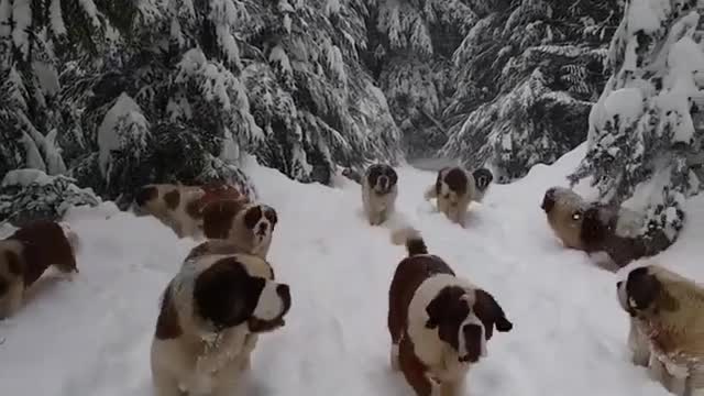 dogs in the snow