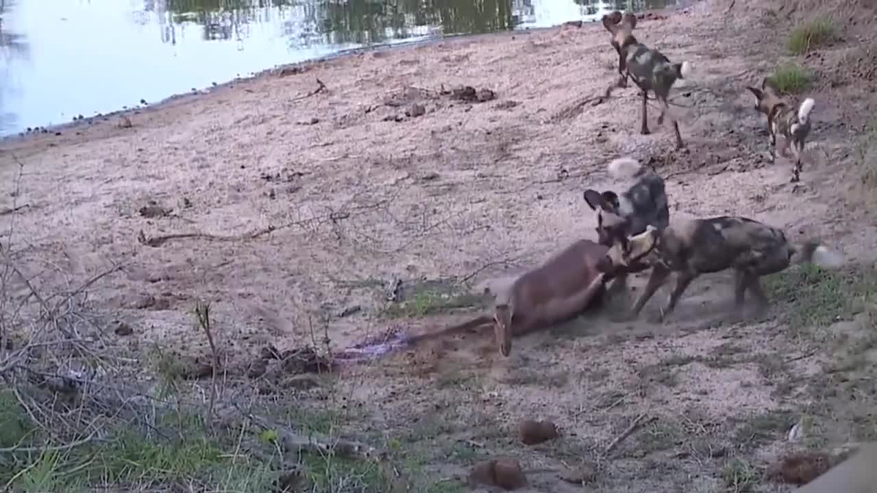 African wild dogs on the attack