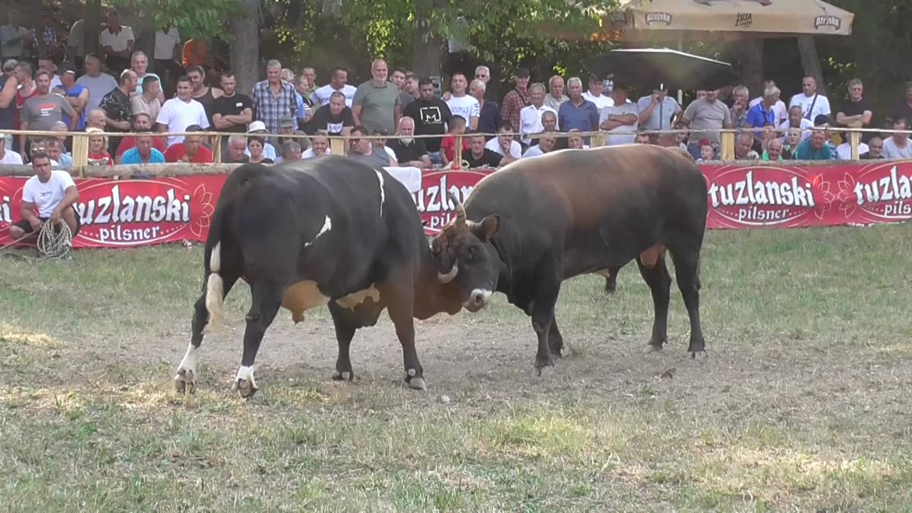 Putalj od Bojića vs Cvijan od Huskanovića Stražbenica 2024