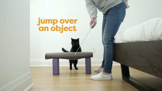 Cat training trick in home