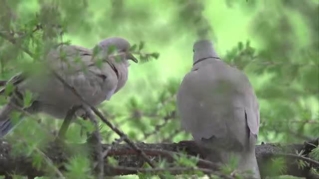 Beautiful Doves kiss and hug each other