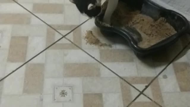 Cat grooming itself in its litter box