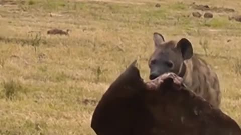 Hyena stole a elephant ear.