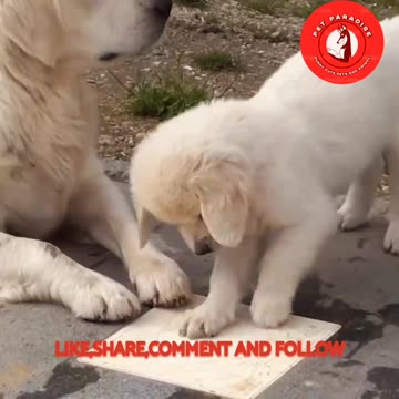 🐶✨️❤️"Sweet Puppy and Mom Love"❤️✨️🐶