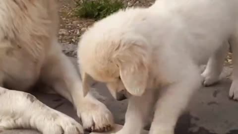 🐶✨️❤️"Sweet Puppy and Mom Love"❤️✨️🐶