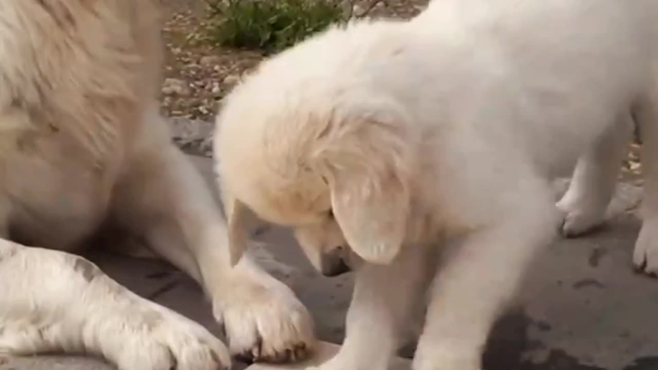 🐶✨️❤️"Sweet Puppy and Mom Love"❤️✨️🐶