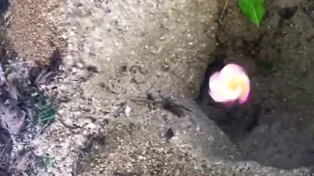 Watch for the ant trap #shorts Huatulco National Park
