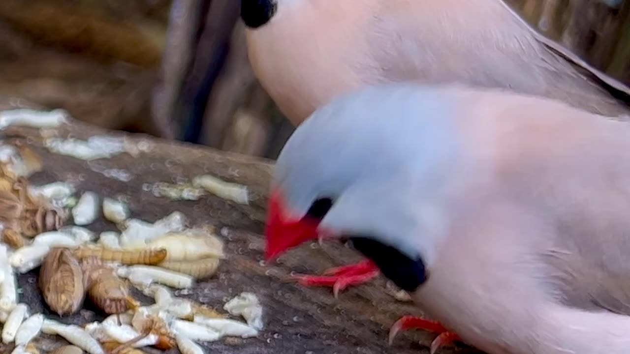 red throated parrotfinch