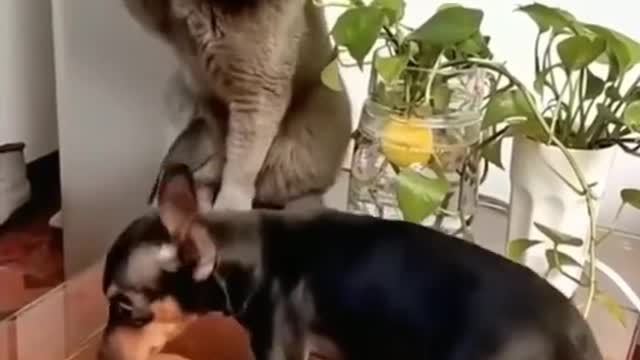Scary cat
