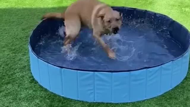 Dog Summer Get Away