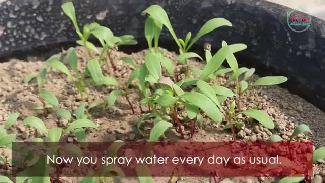 How to grow Spinach at home full information with 30 Days Updates || Organically grow spinach