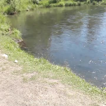 Cambell Creek Anchorage, Alaska video for my Pakistani children.