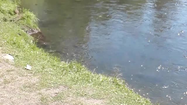 Cambell Creek Anchorage, Alaska video for my Pakistani children.