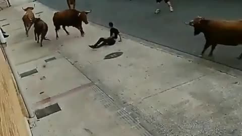 bull attacks man