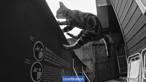 Hilarious Cat Compilation: The Funniest Feline Antics!