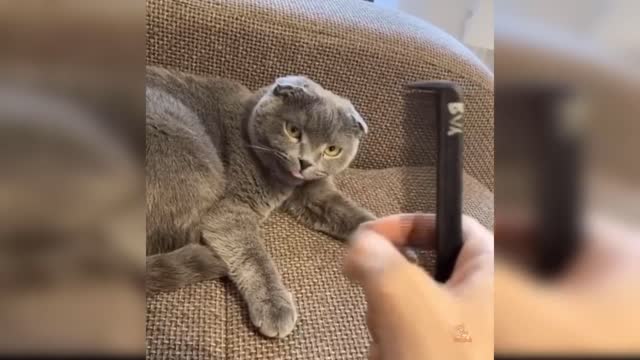 Funy Cats Video