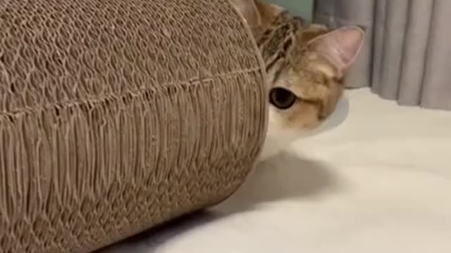 cute cat shorts❤#cat #shorts #cutecat