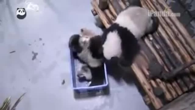 Adorable Panda Gets Lost in a Basket Unable to Get Out