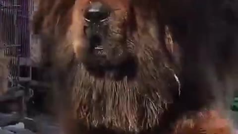 Baby Dogs 🐶 Cute and Funny Dog Videos Puppy Dogs Compilation