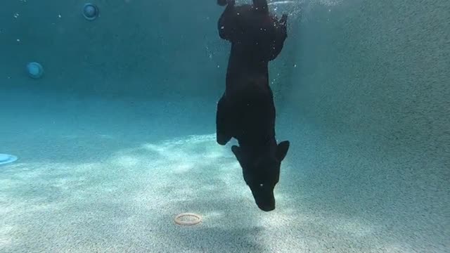 Dog dives to the bottom of the swimming pool.