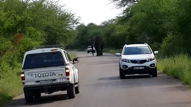 The Elephant My Friend .Kruger National Park SA. S1. 2021