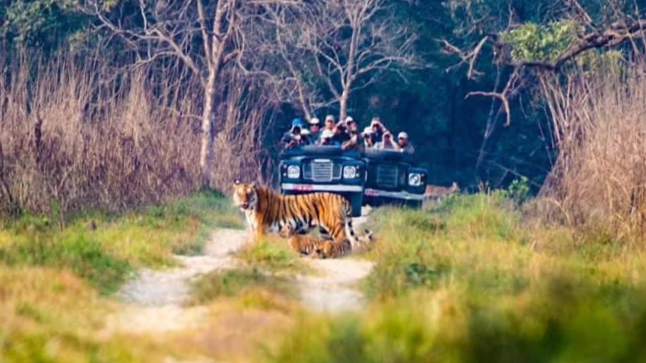 Bardiya national park 🏞️|tigress with her 4 babies 🙀🙀|lucky day in jungle walk💦