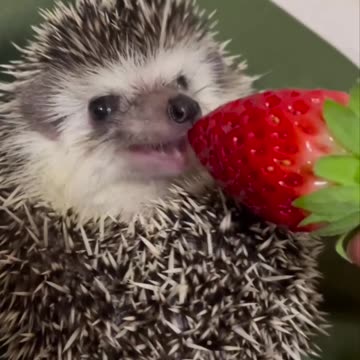 Strawberries are my drug 😍😂