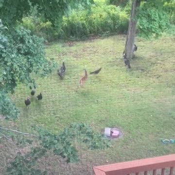 Juguetón ciervo adora perseguir pavos salvajes