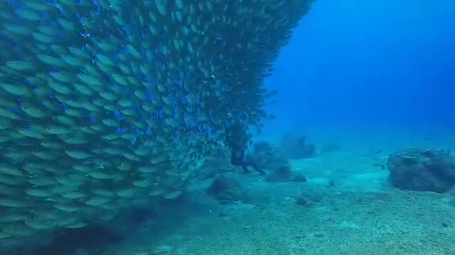 Clusters of fish, showed elegance to divers II Sea Life