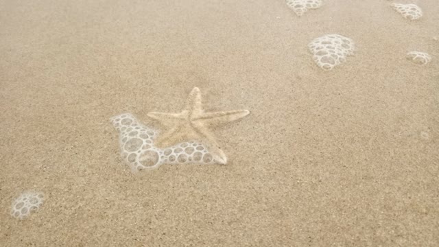 Beach and Starfish