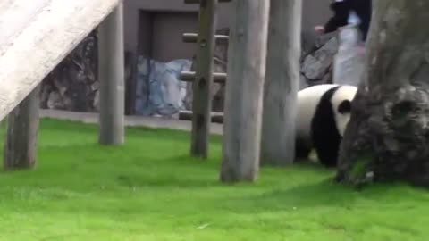 The panda is a little hooligan