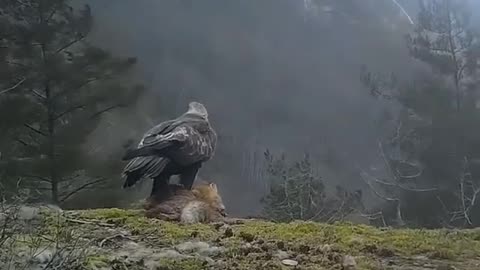 Eagle changed the Battleground