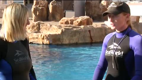 Dolphin training video
