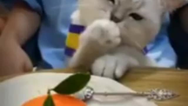 Yummi also wants to eat from a spoon